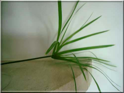 Une plante qui aime l'eau 126