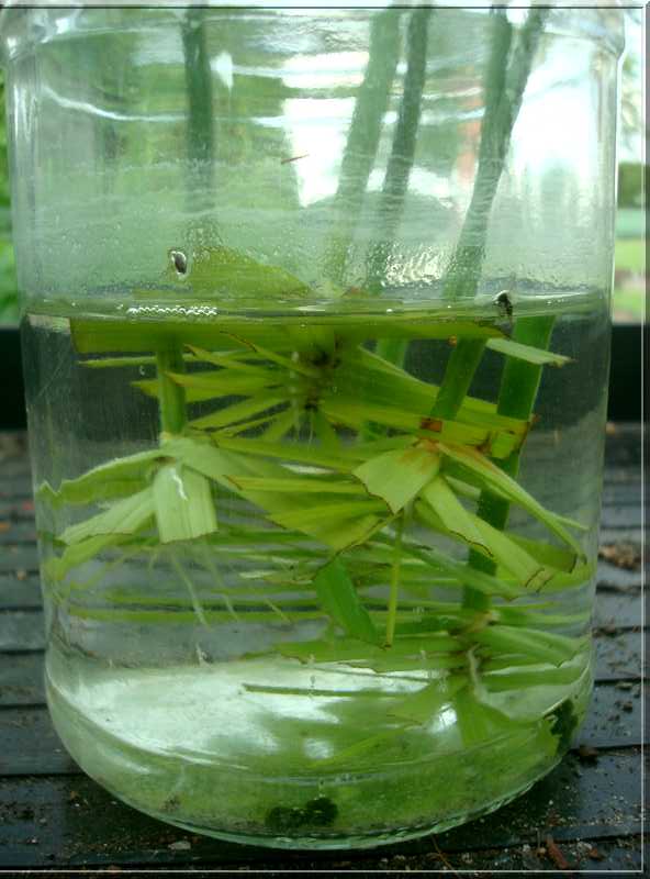 Une plante qui aime l'eau 15_05_11