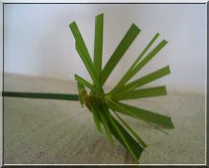 Une plante qui aime l'eau 227