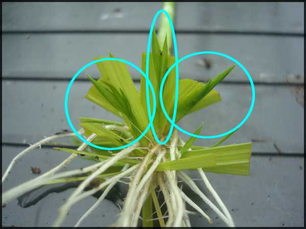 Une plante qui aime l'eau 322