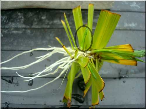 Une plante qui aime l'eau Boutur10