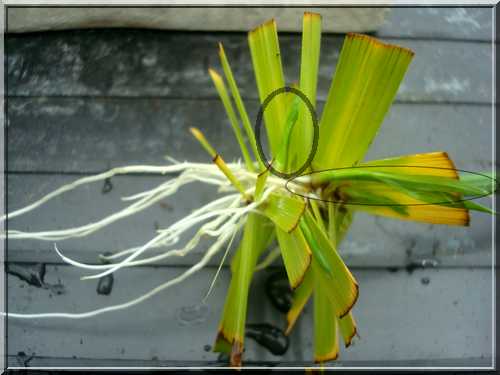 Une plante qui aime l'eau  Boutur10