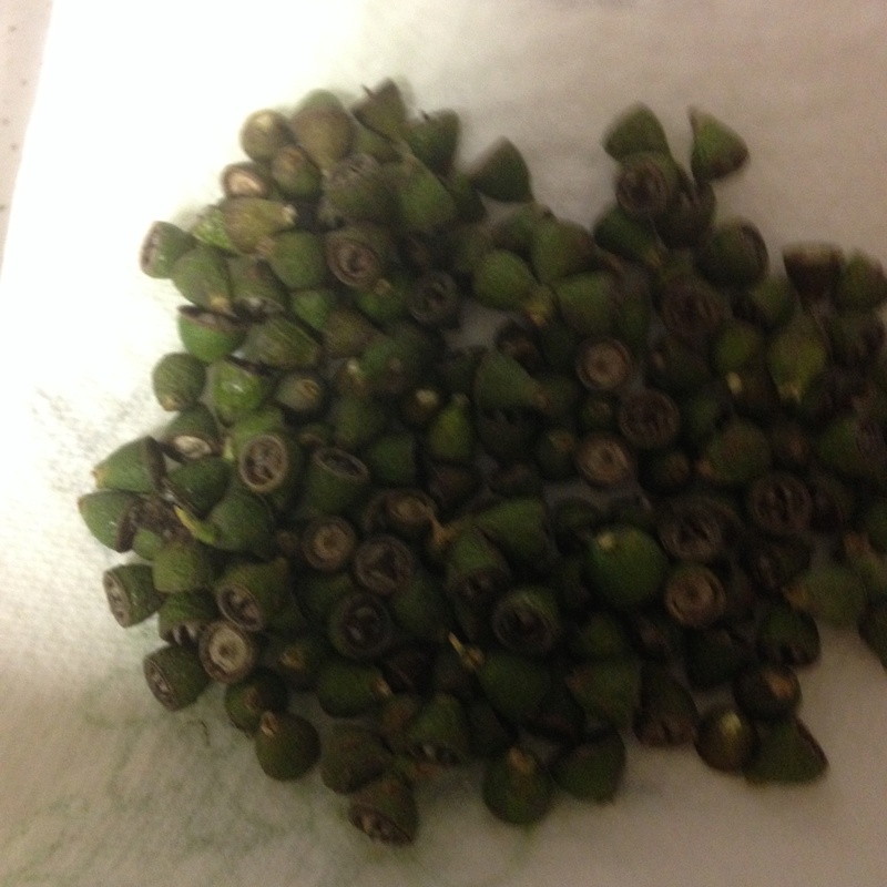 Disponible: Capsules avec graines de l'Eucalyptus urnigera Eucaly11