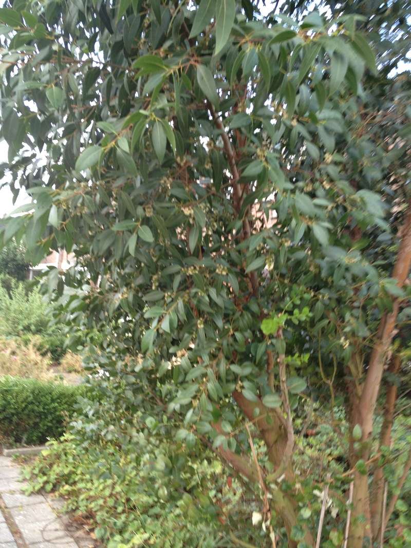 Eucalyptus urnigera Wandel19