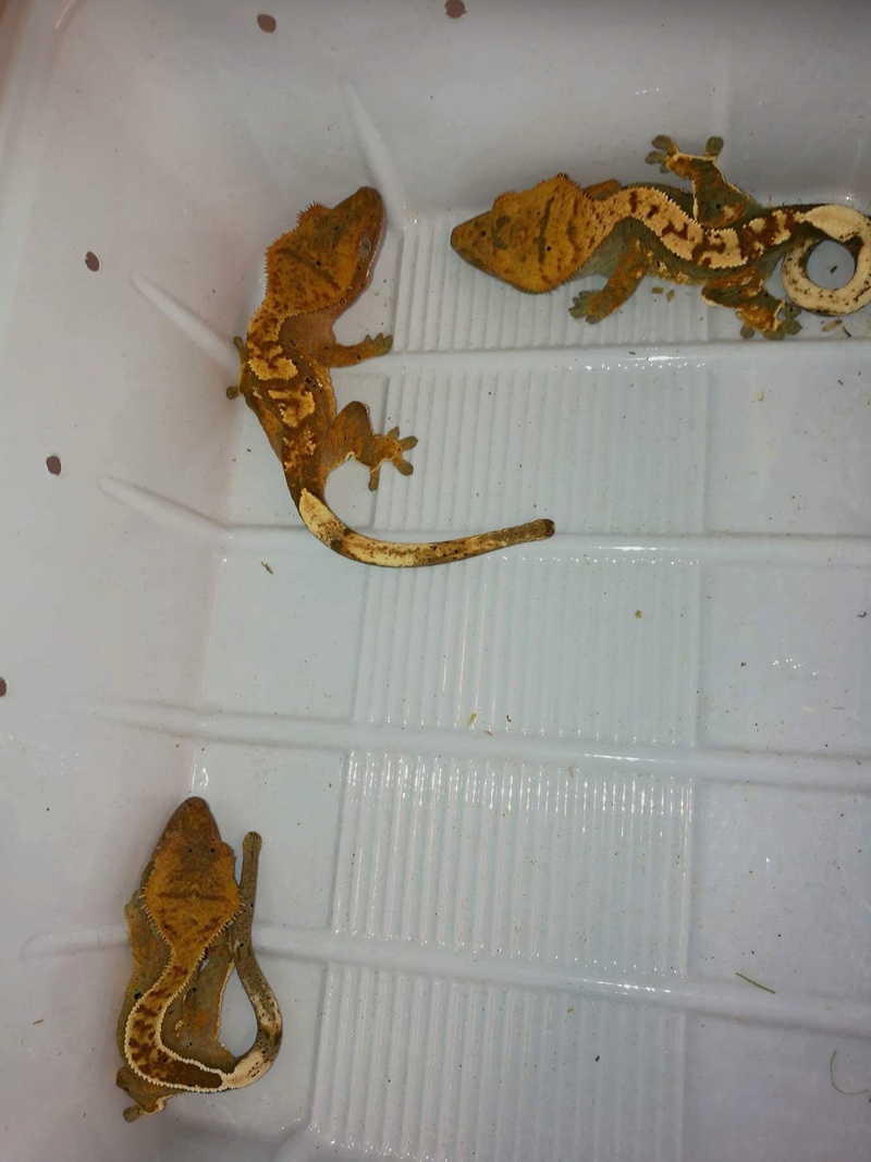 Identification de phases gecko 0a0e1410