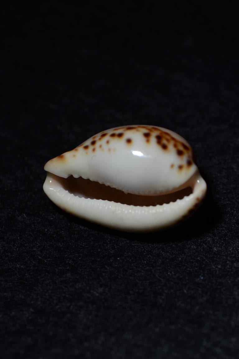 Notocypraea angustata (Gmelin, 1791) A_iden14