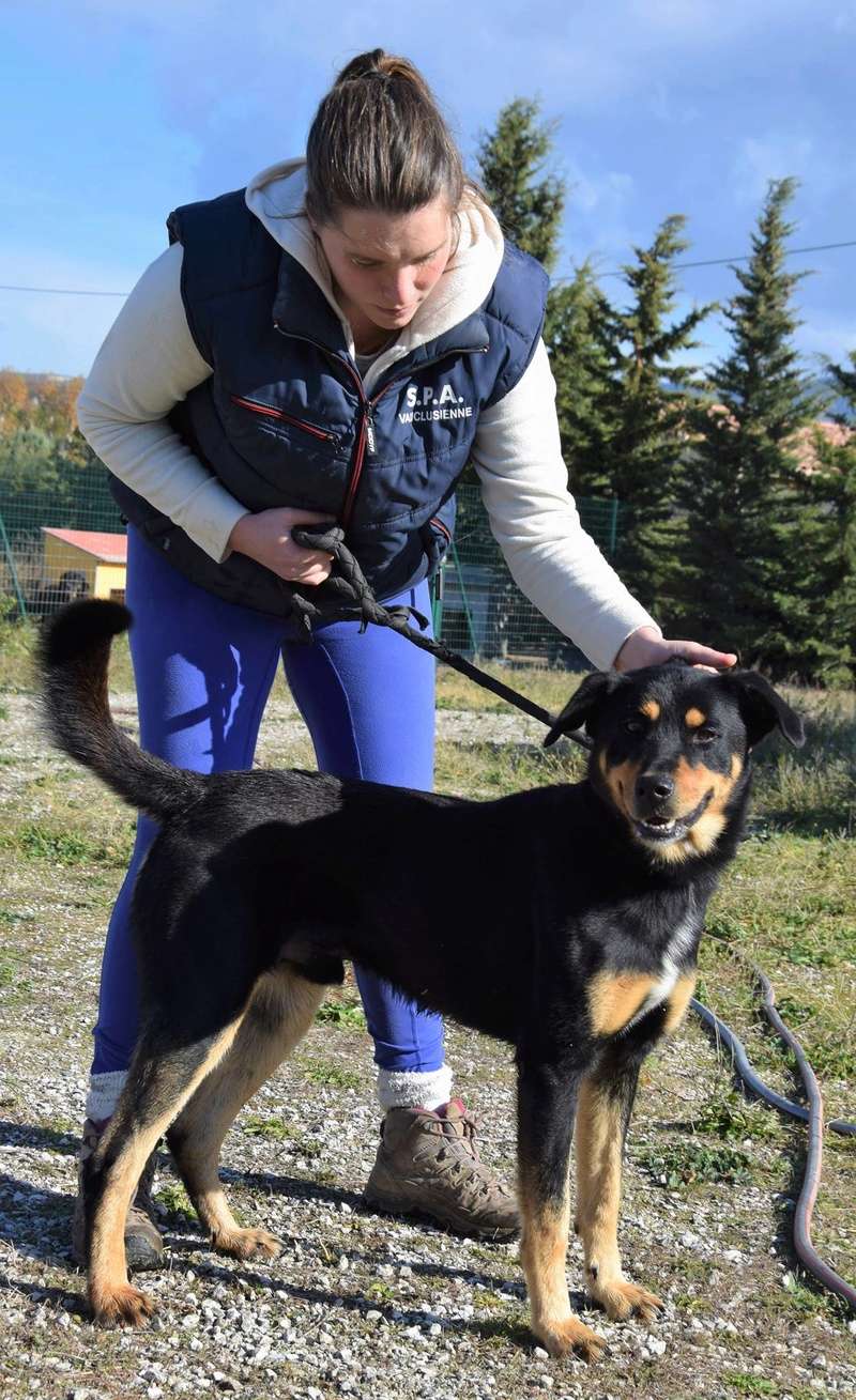 BOSTON mâle croisé beauceron né en 2014 24059510