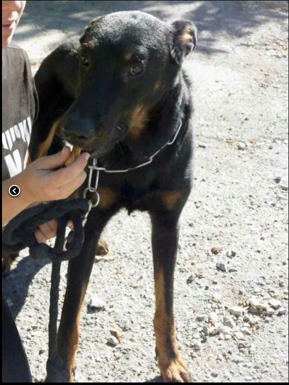 Larry, beauceron LOF né en avril 2015 Captur11