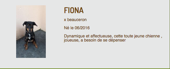  Fiona croisée beauceronne née en juin 2016 (adoptée) Captur36