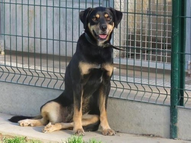 LILI, femelle croisée beauceron née en 2012 Chien-13