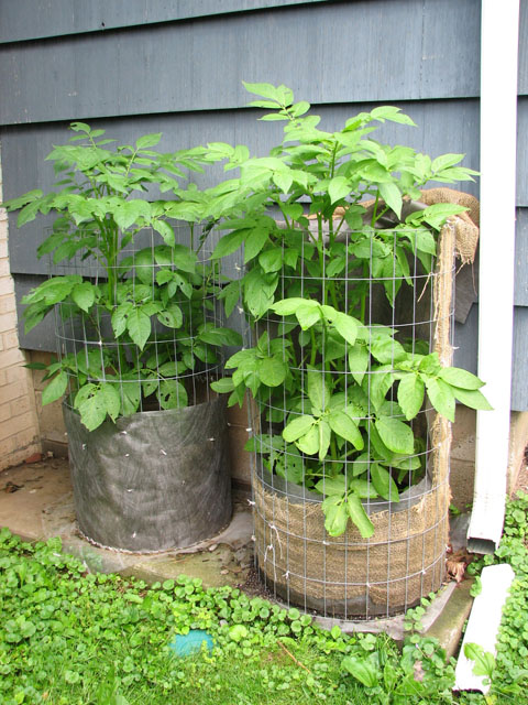 Goodbye to my SFG Raised Beds Potato11