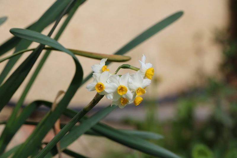 Narcisse 2018 & 2019 Img_2719