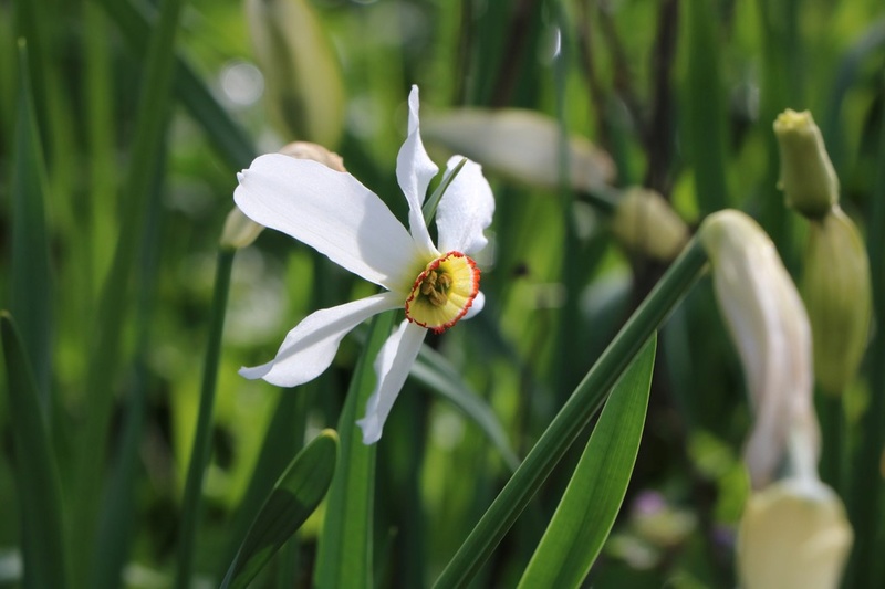 Narcisse 2018 & 2019 Img_2720