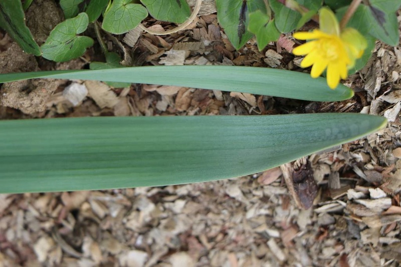 Narcisse 2018 & 2019 Narcis23