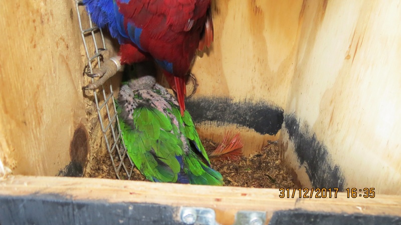 ECLECTUS POLY . - Page 32 3-img_10