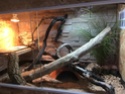 La construction de notre Terrarium pour Pogona Henrylawsoni - Page 2 Img_0311
