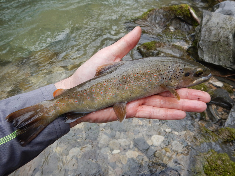 Première sortie en Chartreuse : pas mal Dscn3017