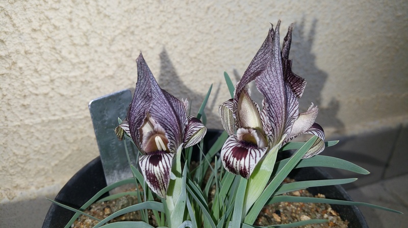 Iris 2018 20180326