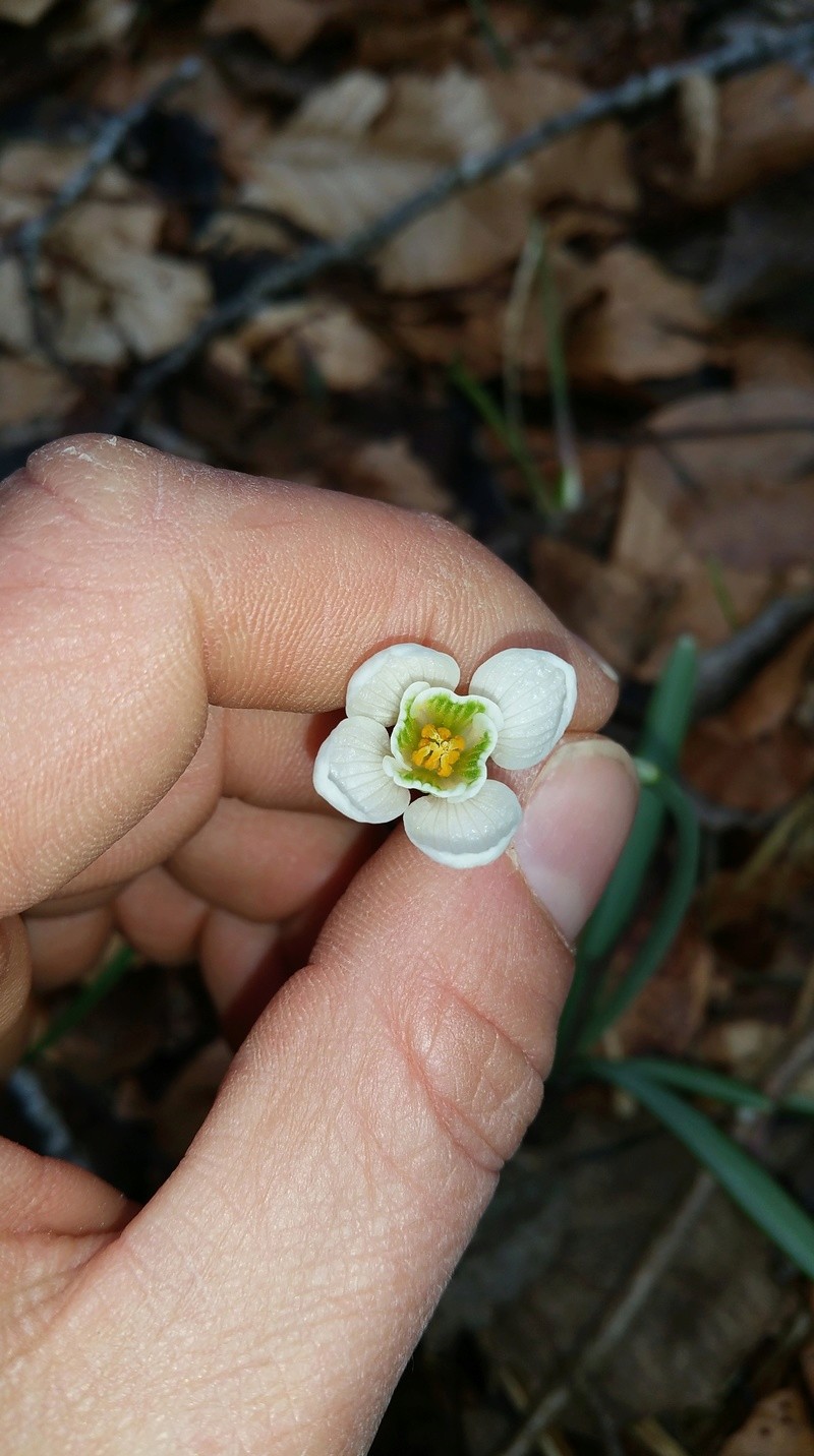 Galanthus (bis) 20180331