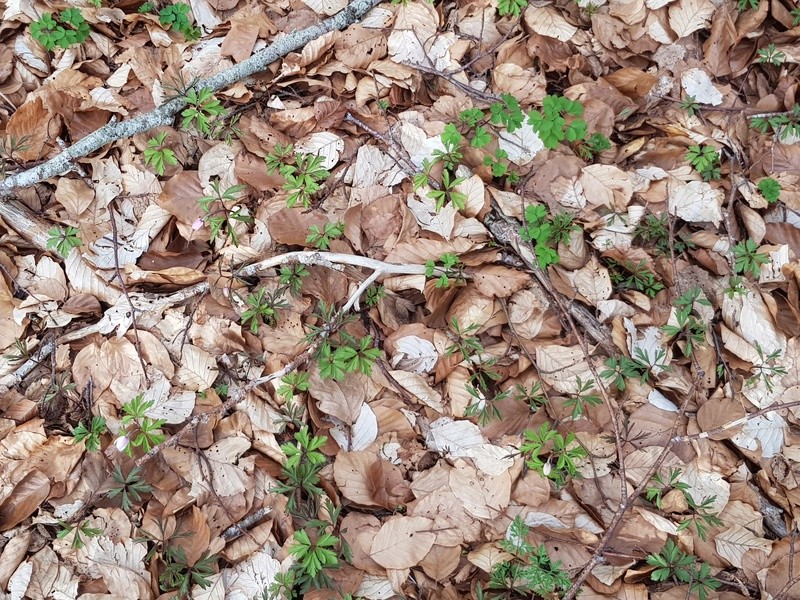 Galanthus nivalis 20180430