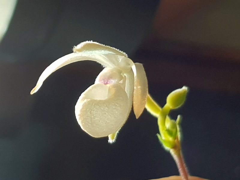 Mexipedium xerophyticum 20180511