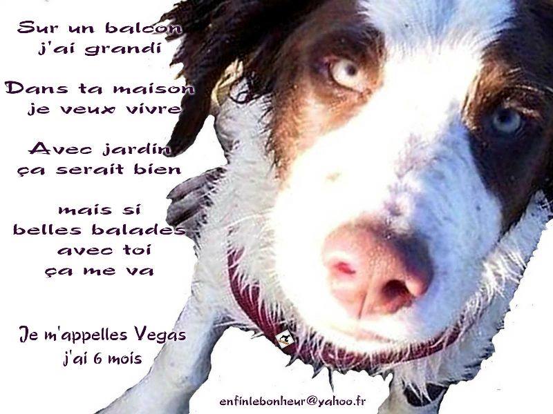 VEGAS , Mâle de race croisée né en Décembre 2014. Adopté par Christelle en Aout 2015 11350511