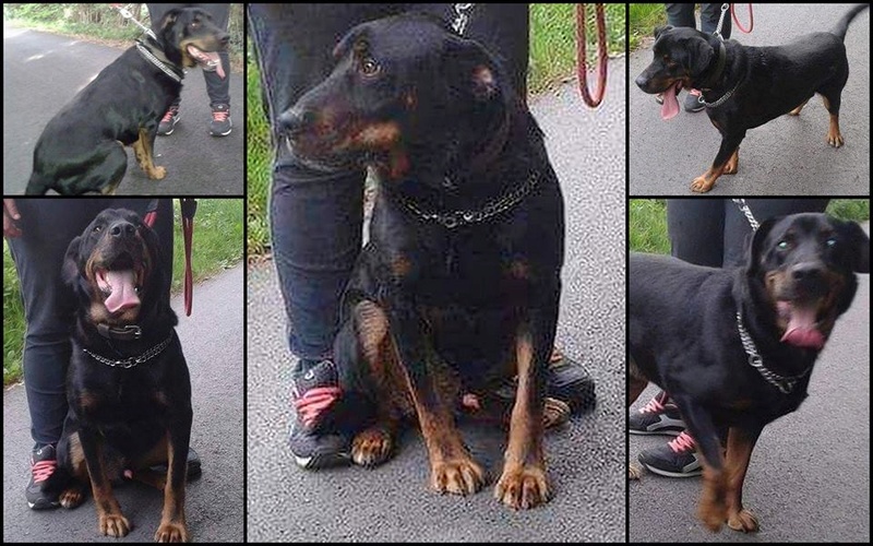 BAXTER ( Gangster) Mâle croisé Beauceron né en 2011. Adopté par Pierre en Juin 2016 11701010