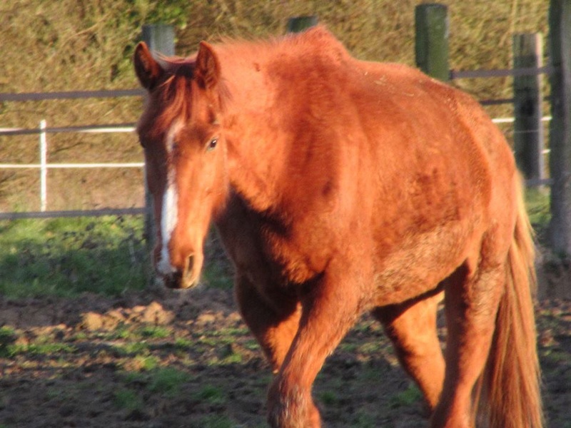 BOOMERANG. cheval alezan né en 2012. handicapé de l'arrière main décédé novembre 2018 11960010