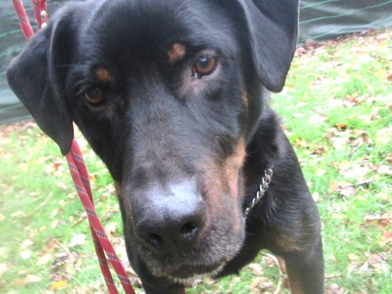 BAXTER ( Gangster) Mâle croisé Beauceron né en 2011. Adopté par Pierre en Juin 2016 12313810