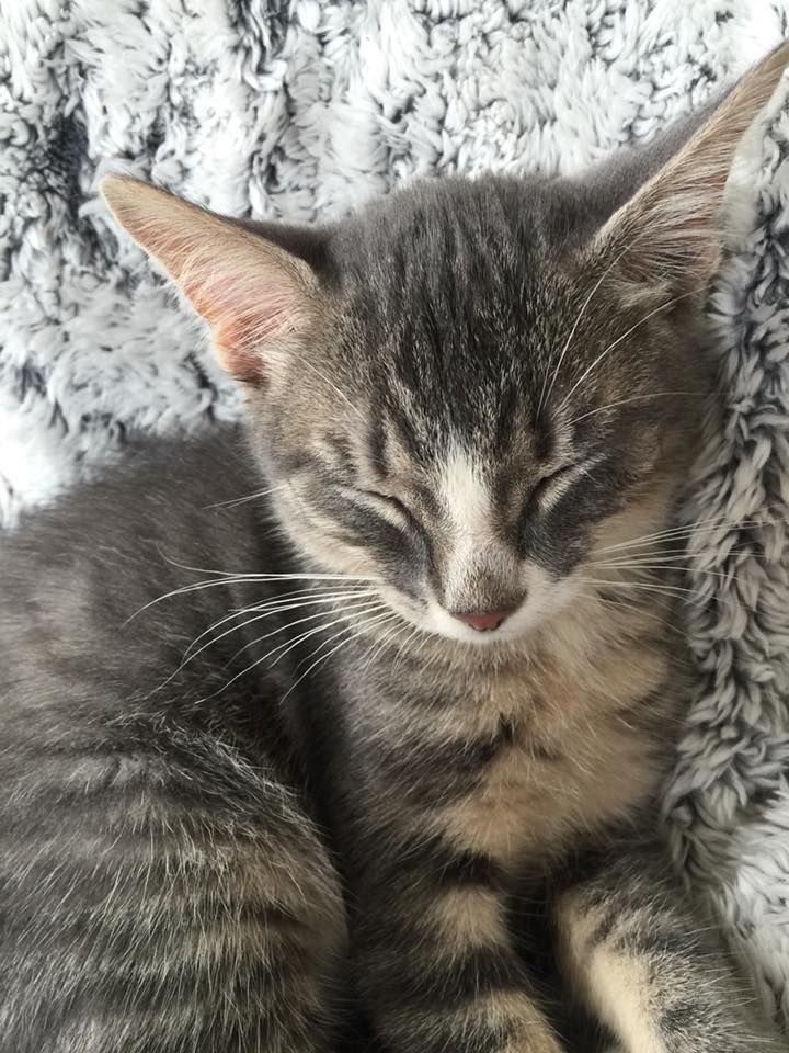 MINI LOUP chaton tigré né le 5 Avril 2016 adopté en juillet 2016 par Nathalie 13614910