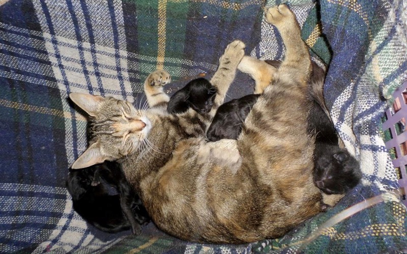 Sauvetage d'une famille de chats Septembre 2016. Une drôle de petite famille. 14355710