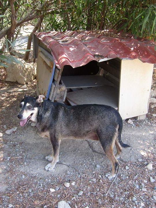 MIOU.( refuge de Sitia) Femelle de race croisée née en 2006 En panier retraite chez Lydie depuis février 2019 21100510