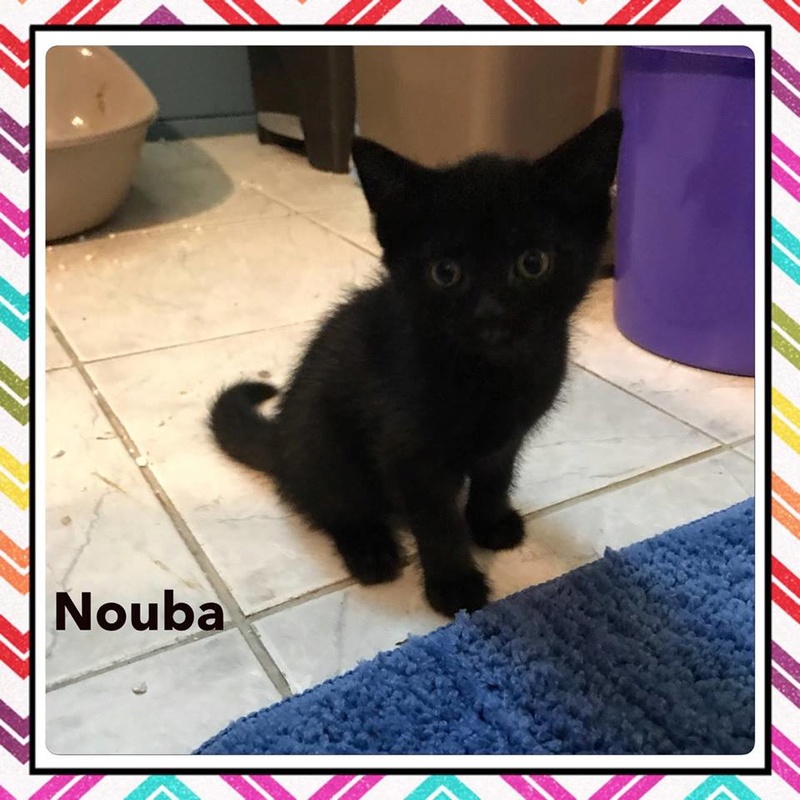 NOUBA. Chaton femelle noire née le 16 Aout 2017. Adoptée en Novembre 2017 par Sandrine 22446910