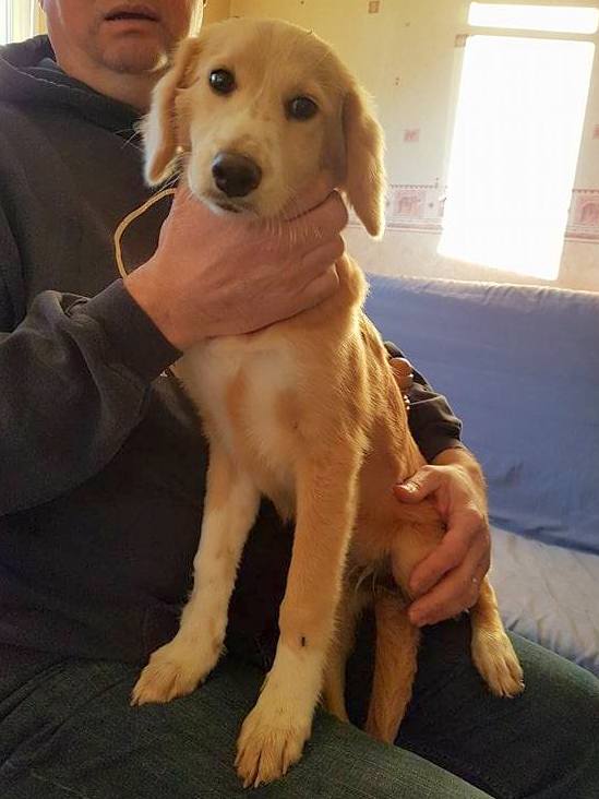 NAOMIE (refuge de Sitia)  Chiot femelle née JUIN 2017. Adoptée en Décembre 2017 par Sophie 23318610