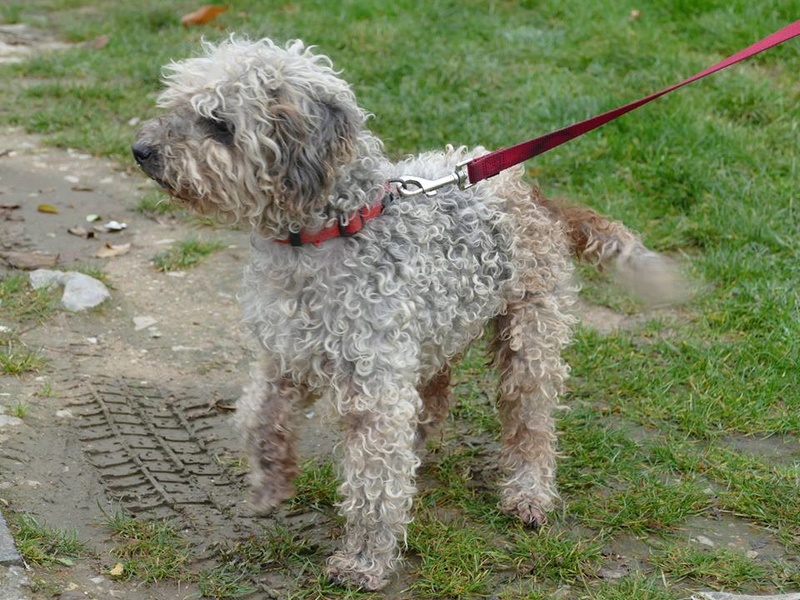 NEIGE femelle type caniche née en 2002. En panier retraite chez Véronique. Parrains/Marraines  recherchés 23561411