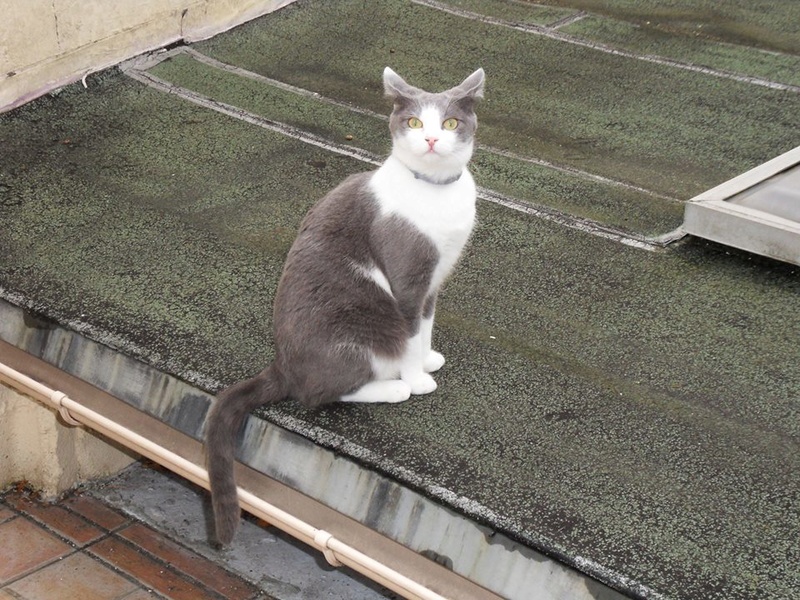 Repose en paix TOLIU (ex Maverick)  Chat mâle gris et blanc né le 30 MAI 2016. Adopté en Aout 2017 par Annabelle 23659612