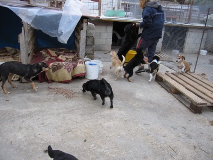 SAUVETAGE des chiots du refuge de SITIA. Adoptants, familles d'accueil (secteur Lisieux 14) recherchés 26637611