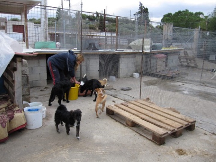 SAUVETAGE des chiots du refuge de SITIA. Adoptants, familles d'accueil (secteur Lisieux 14) recherchés 26637710