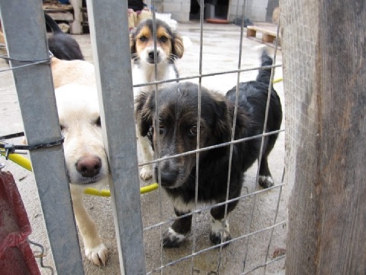 SAUVETAGE des chiots du refuge de SITIA. Adoptants, familles d'accueil (secteur Lisieux 14) recherchés 26638310