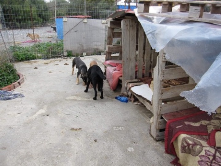 SAUVETAGE des chiots du refuge de SITIA. Adoptants, familles d'accueil (secteur Lisieux 14) recherchés 26694211