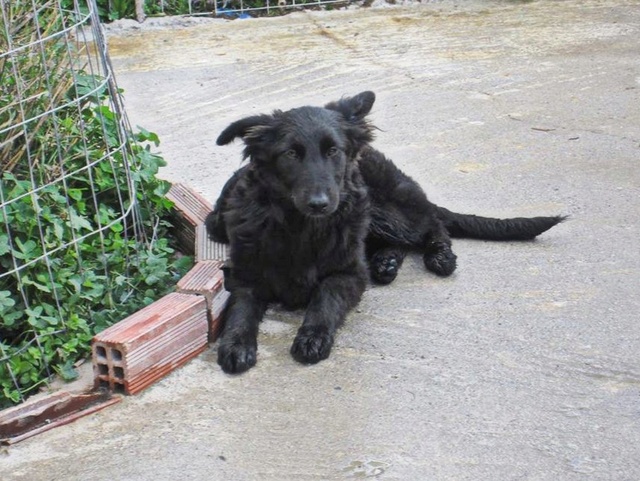 PATOUILLE (ex chiot n°3, refuge de Sitia) male né le 05/07/2017. Adopté en Février 2018 par Sophie 3_myle18