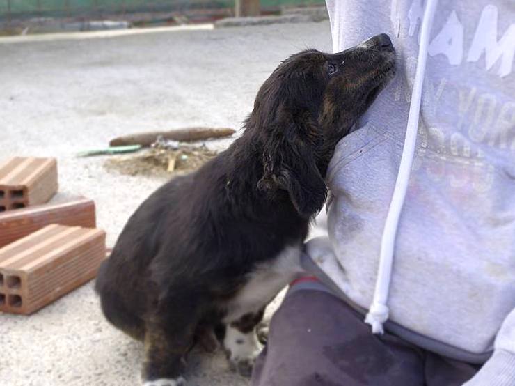 Obélix (ex Chiot n°4 refuge de Sitia)  mâle né le ? 2017 adopté 03/2018 4_myle11