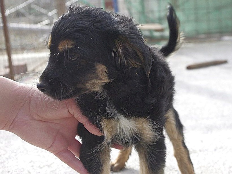 SAUVETAGE des chiots du refuge de SITIA. Adoptants, familles d'accueil (secteur Lisieux 14) recherchés 9_myle12