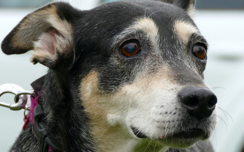 MIOU.( refuge de Sitia) Femelle de race croisée née en 2006 En panier retraite chez Lydie depuis février 2019 Miou10