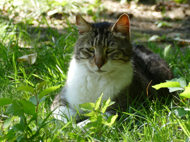 Géant (sauvetage de Grancamp-Maisy) chat mâle né en 2008 P1000718