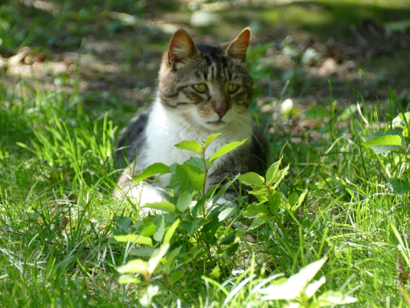 Géant (sauvetage de Grancamp-Maisy) chat mâle né en 2008 P1000719