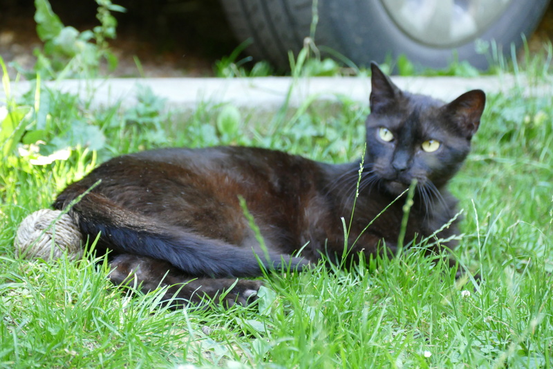 FILOU (sauvetage de Grandcamp-Maisy) chat mâle né en 2007 P1000726