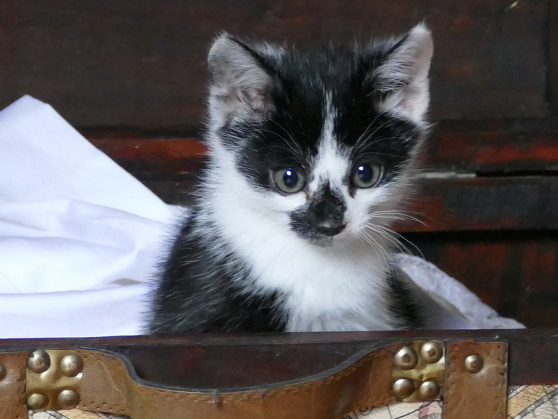 NARGUILE (devenu Mimine) chaton noir et blanc né le 20 Aout 2017 adopté le 9 Octobre 2017 P1100710