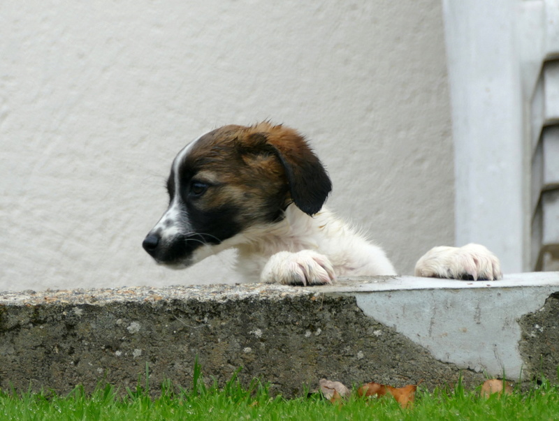 NEMO (refuge de Sitia) chiot de race croisée né le23/06/17. Adopté en Janvier 2018 par Lola P1130519