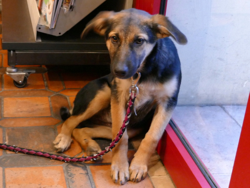 NOUKY devenue NALA (refuge de SITIA) chiot femelle croisée berger née en Juin 2017. Adoptée en Novembre 2017 par Jean Dominic P1150317